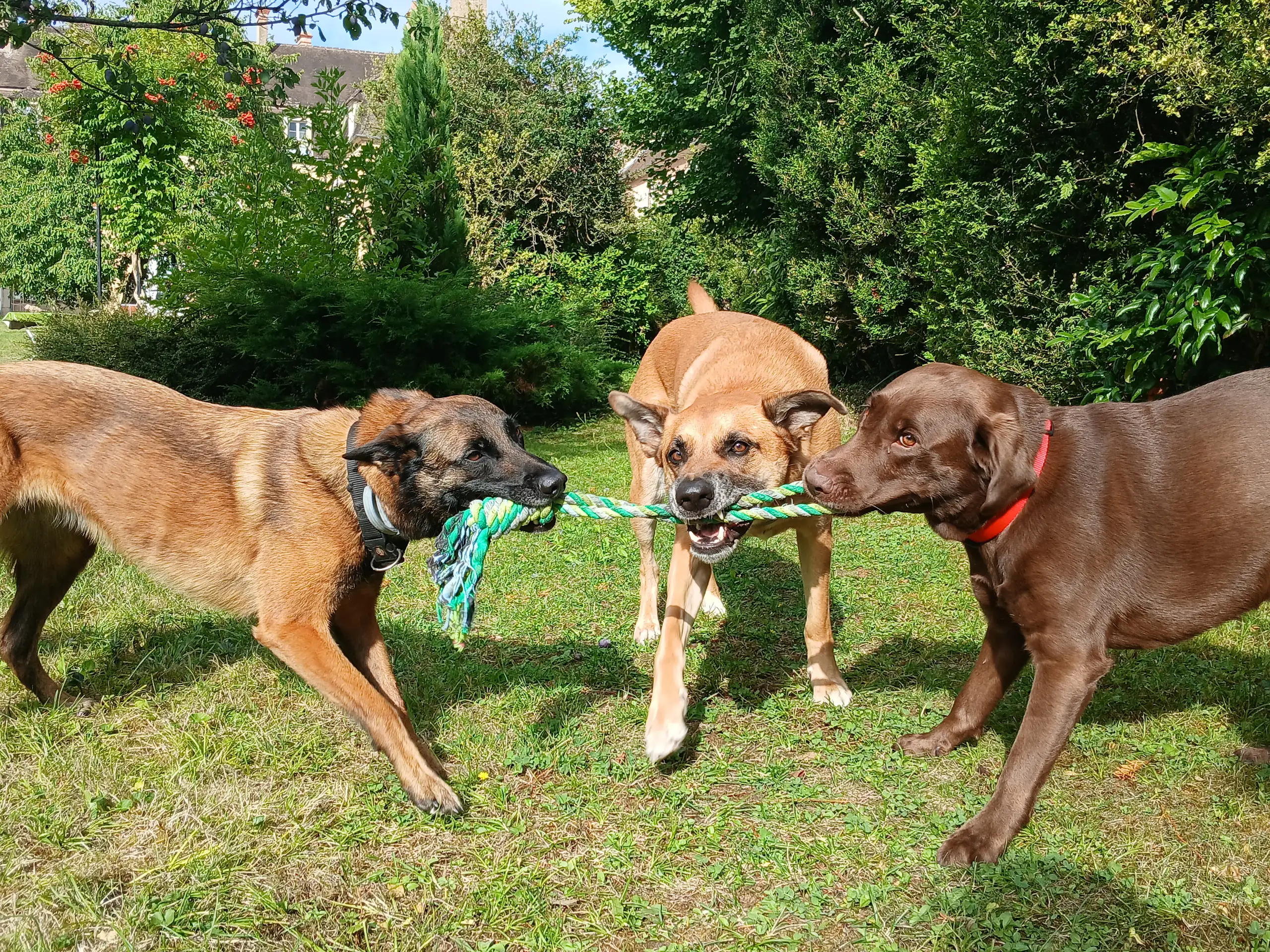 3 chiens qui tirent sur un jouet, chiens qui jouent