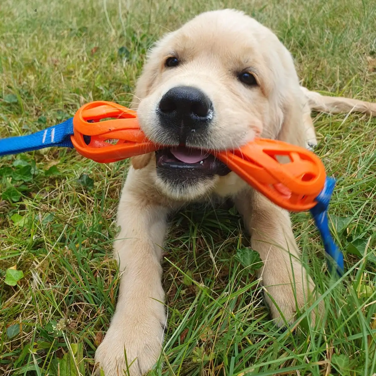 chiot dans l'herbe qui joue