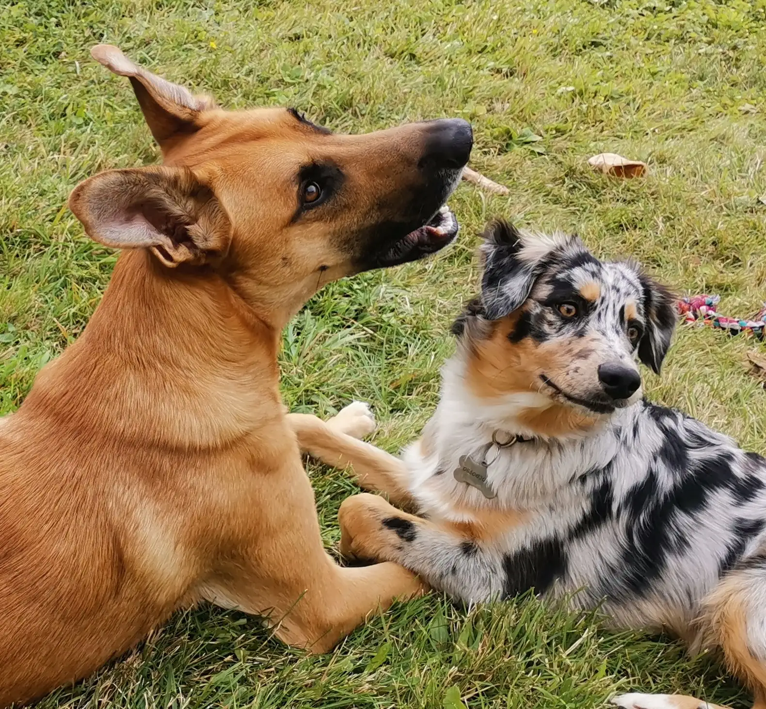 2 chiots dans l'herbe