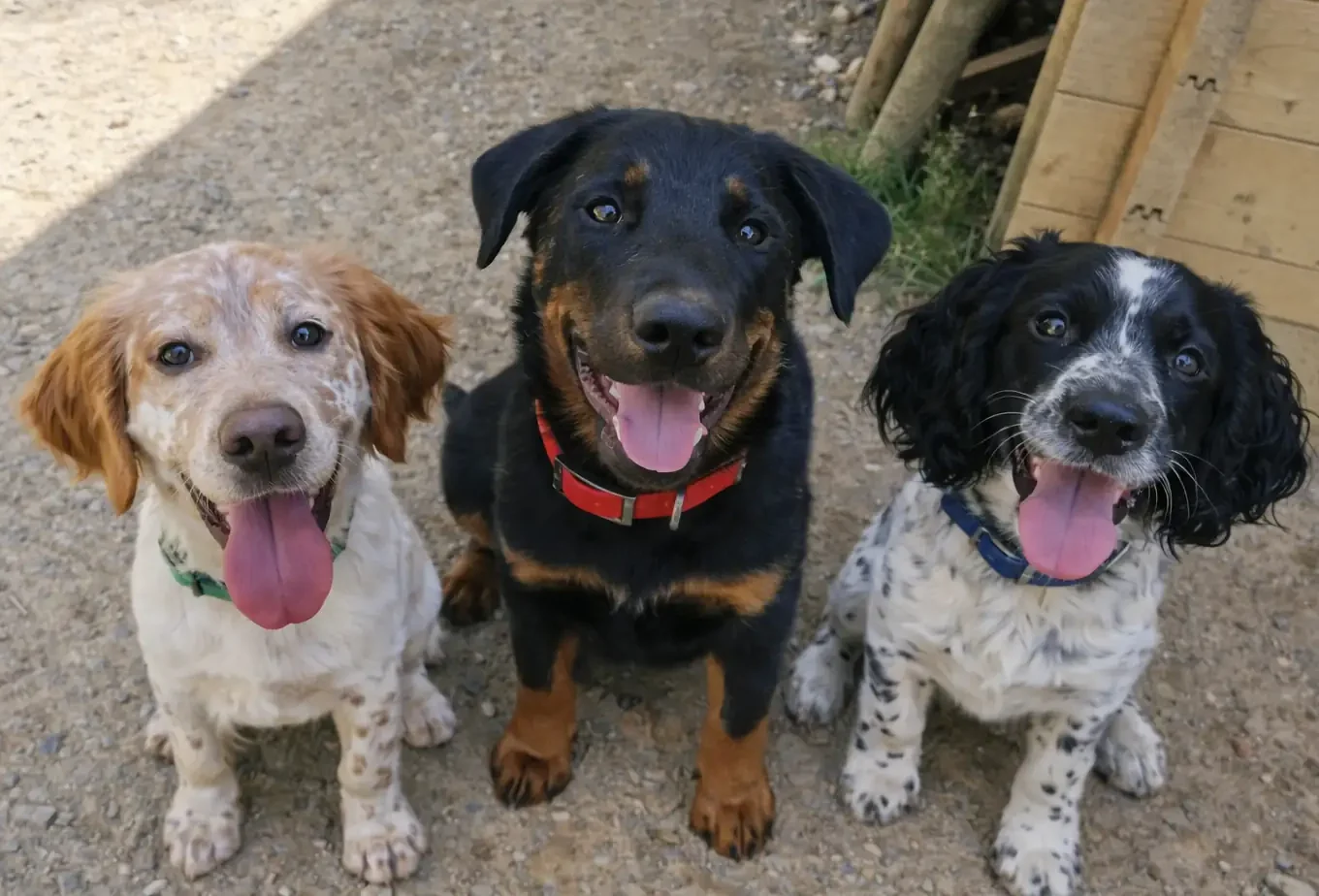 3 chiots assis côte à côte