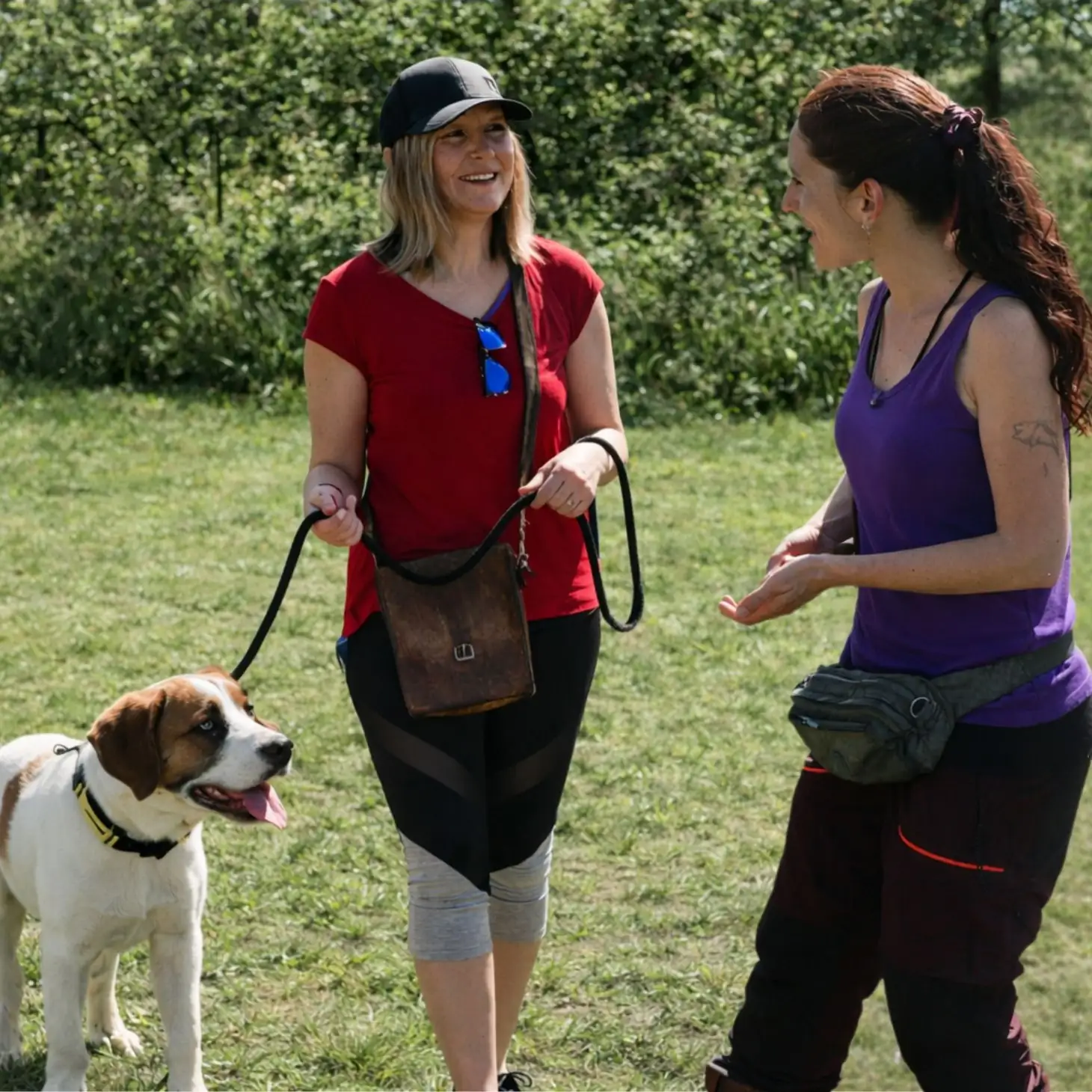 cours d'éducation canine en renforcement positif