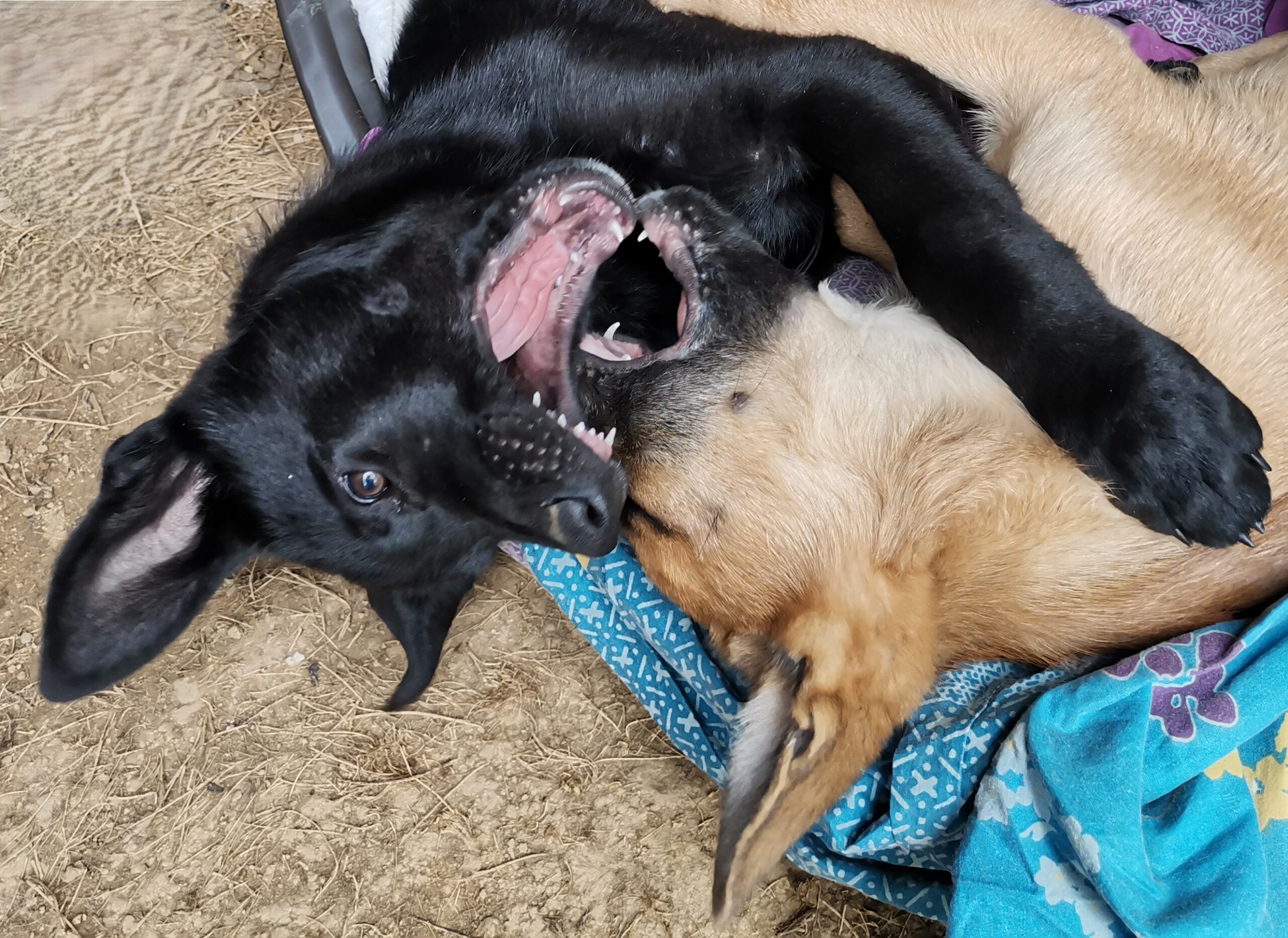 3 chiots assis côte à côte